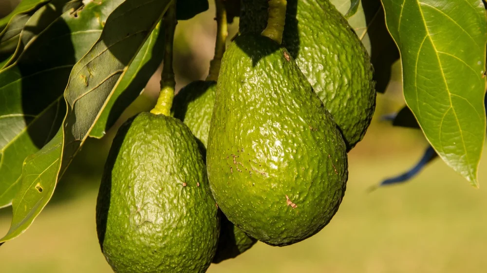 Avocado tree with fruits