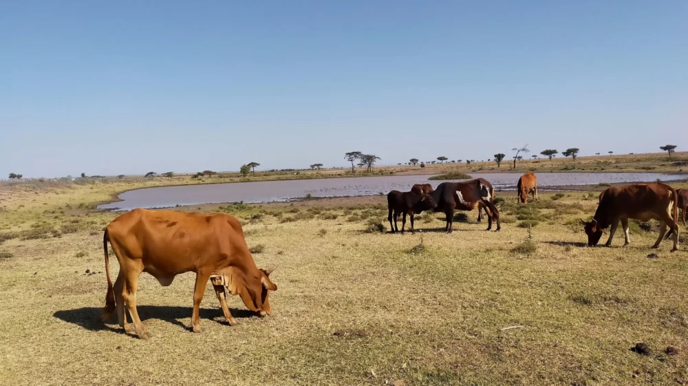 A small group of livestock are grazing.