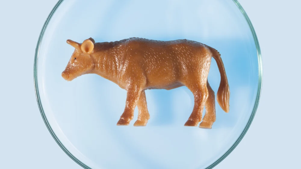 Plastic cow figurine in a petri dish