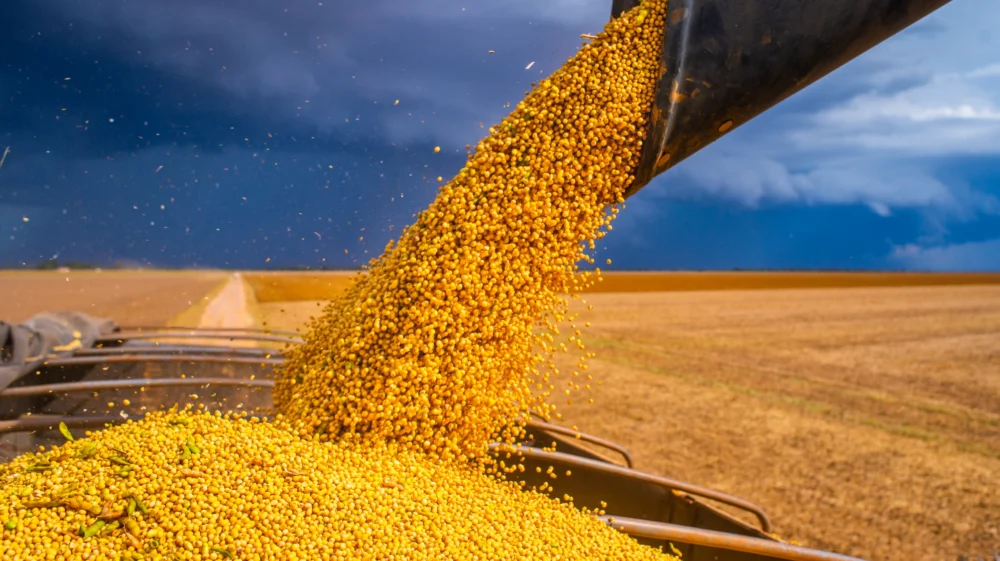 Combine loads soybean in a truck