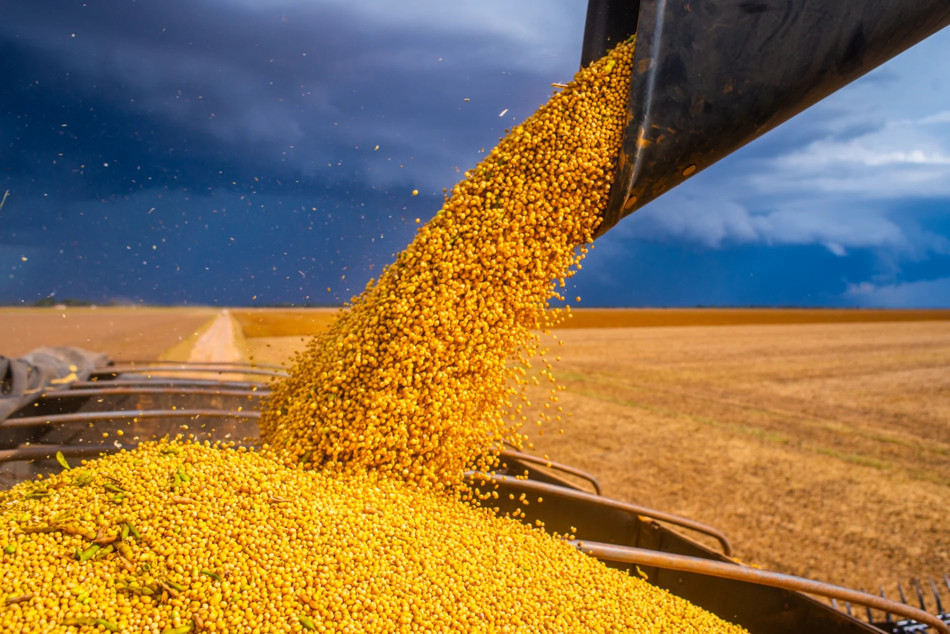 Combine loads soybean in a truck