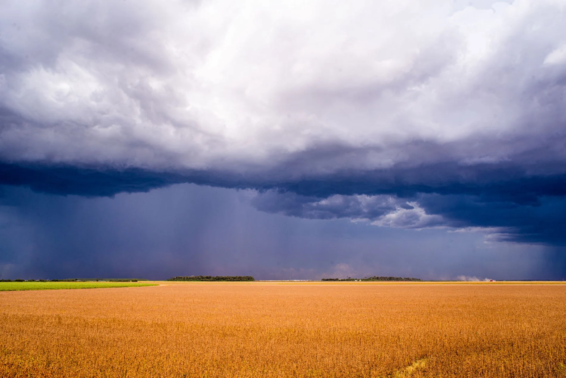 Soybean farm in Brazil.