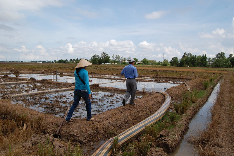 Researchers walk across a rice field in Vietnam