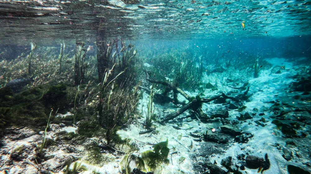 underwater view