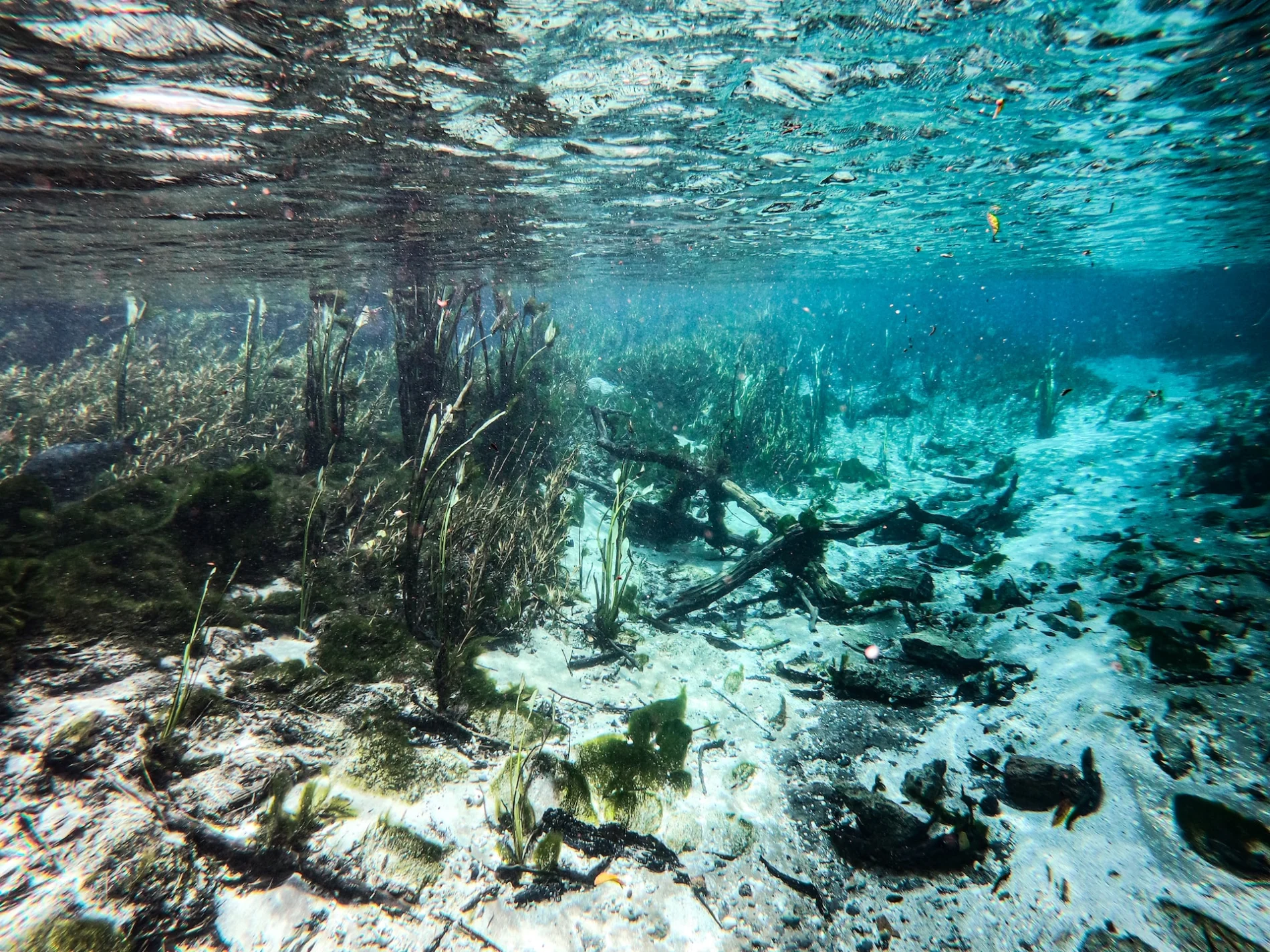 underwater view