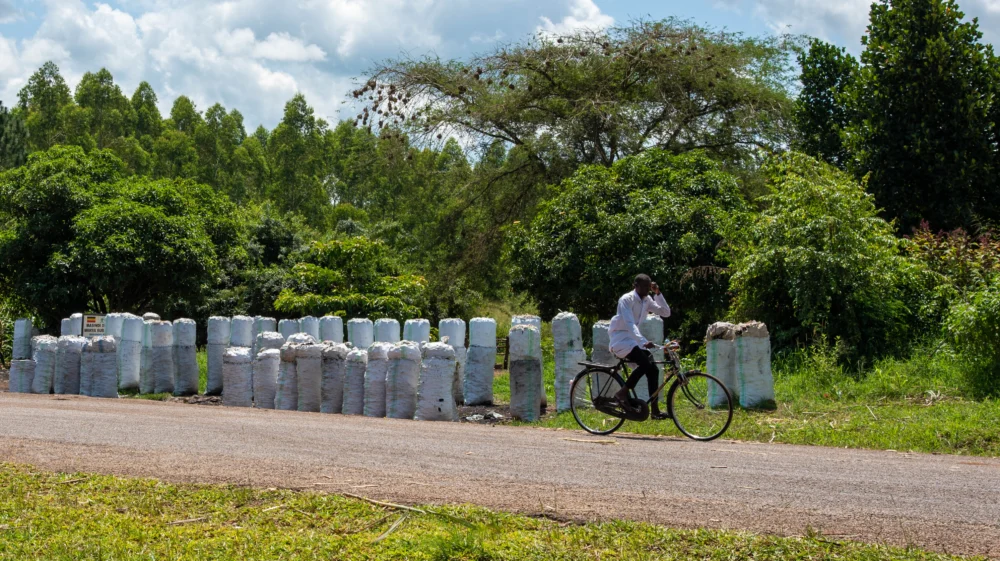 Man rides bicycle by a roadside stall of charcoal packed in sacks ready for sale to passing cars in Masindi, Uganda