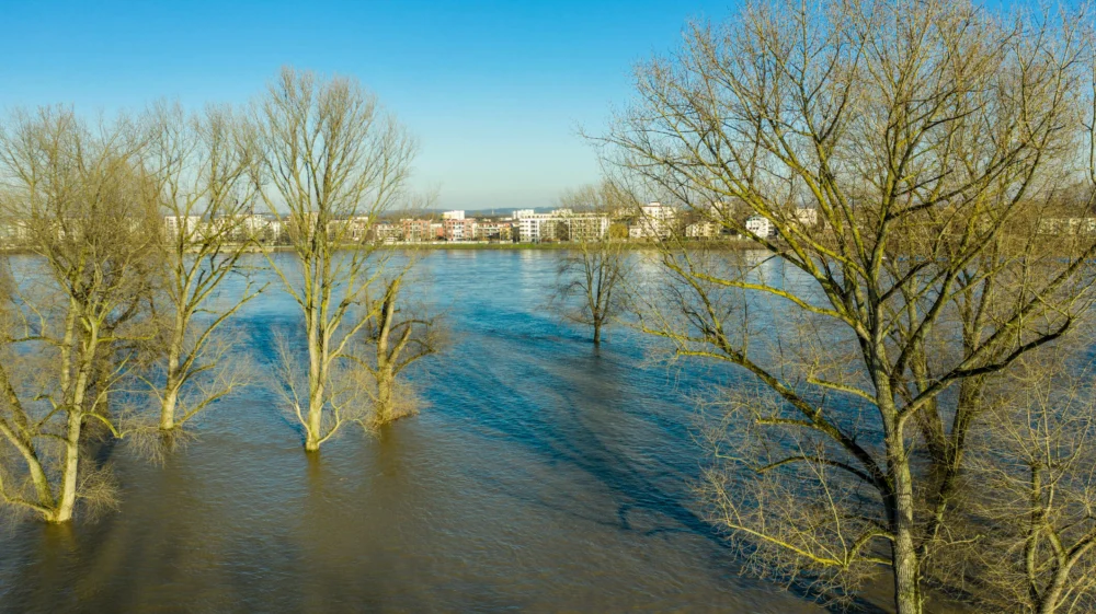Aerial view of trees submerged by the flooding River Rhine at sunset in Cologne, North Rhine-Westphalia, Germany.