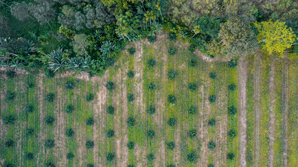 Aerial view of a palm oil plantation. The bottom two thirds of the image shows regular planted trees; across the top third a wavy forest borders cuts off the pattern.