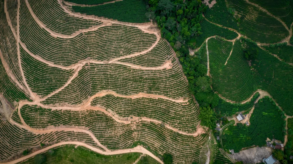 Aerial view of a coffee plantation. Brown paths wiggle through a sparser field on the left side of the image, with more greenery to the right.