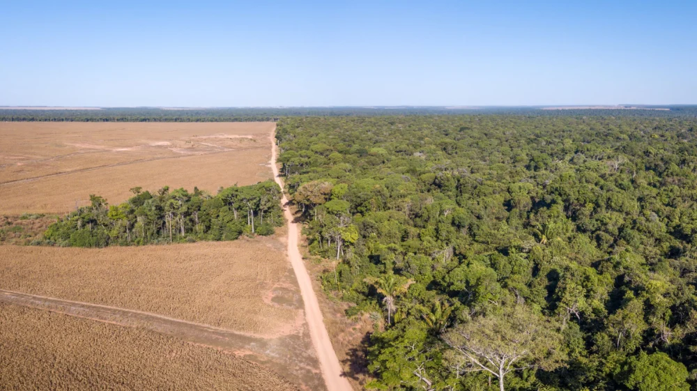 Drone panoramic aerial view of illegal amazon deforestation, Mato Grosso, Brazil. Forest trees and agriculture field land.