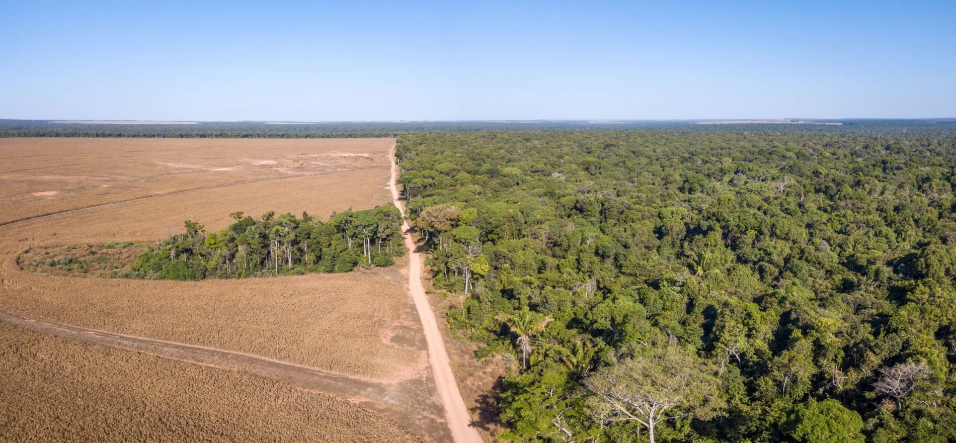 Drone panoramic aerial view of illegal amazon deforestation, Mato Grosso, Brazil. Forest trees and agriculture field land.