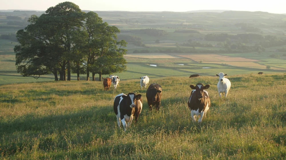 A small herd of ten or so cows in a large green landscape in the Yorkshire Dales. Most of them are looking at the camera.