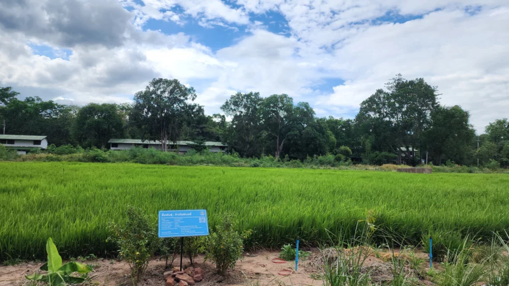 Rice field