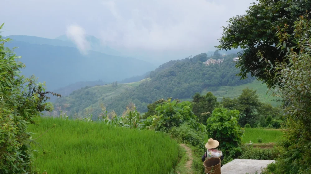 A person walking with a basket on a stone walkway beside a bright green agricultural field, with mountains, a village and fog in the distance.
