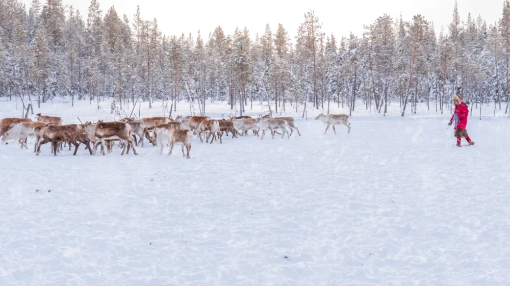 A herd of reindeer in a snowy landscape walking next to a forest with a herder behind them.