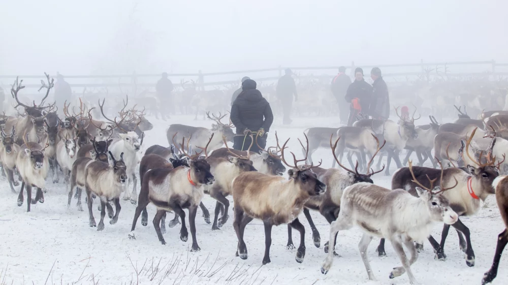 Reindeer gathering