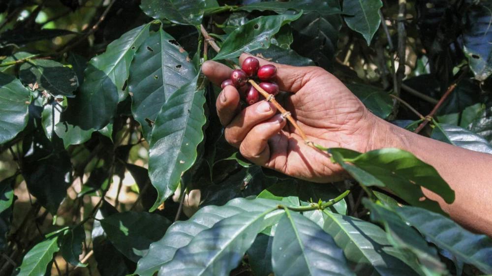 Close up shot of a male hand plucking coffee cherries from a bush.