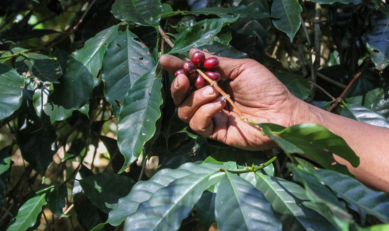Close up shot of a male hand plucking coffee cherries from a bush.