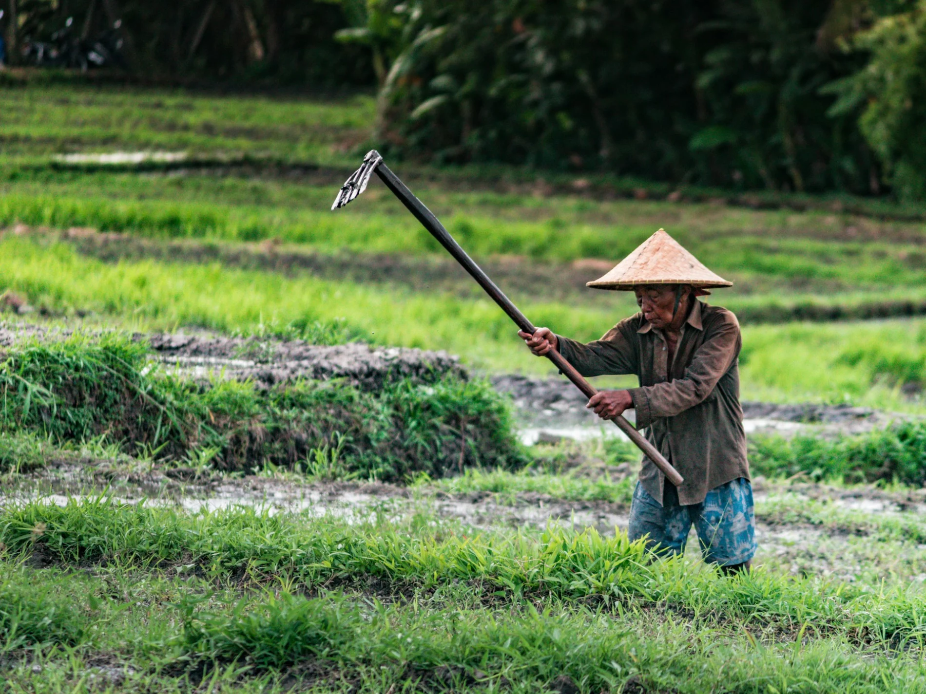 Rice field