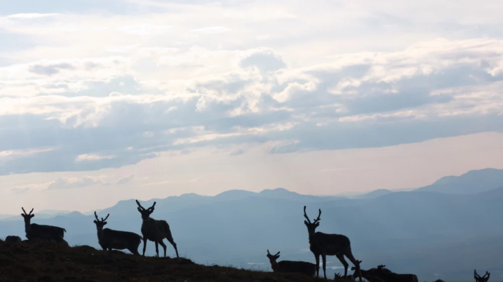 Shadowy outlines of several reindeer stopped in their tracks with their heads turned toward the camera in the background of dark green hills drenched in sunlight from a bright, but cloudy sky.