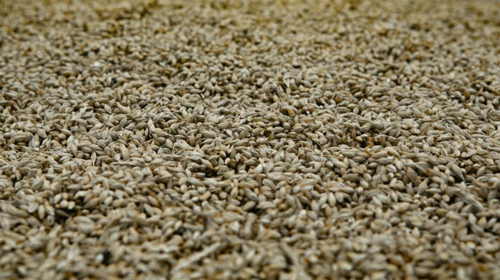 Grains of wheat fill the full frame of the image.