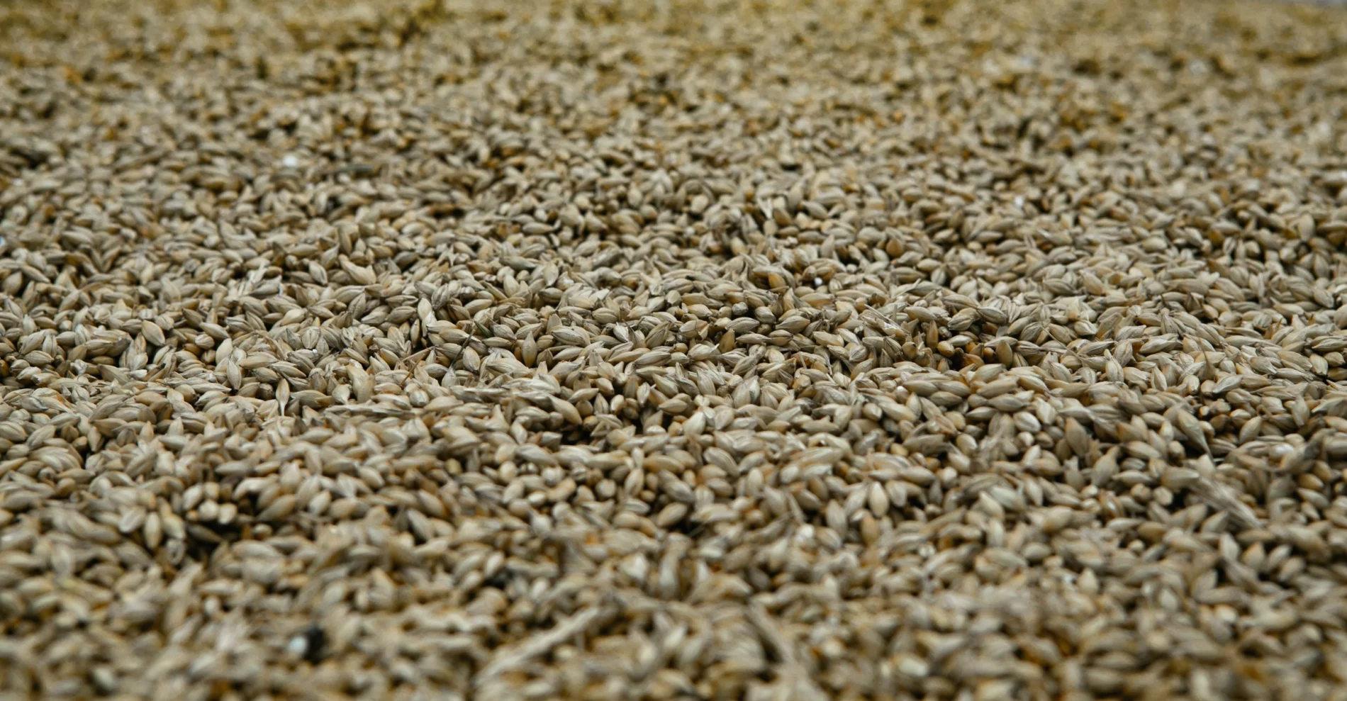 Grains of wheat fill the full frame of the image.