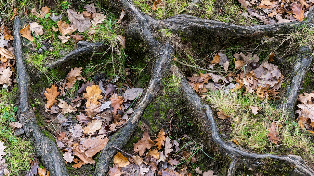 Network of dark brown tree roots covered with autumnal oak leaves, grass and moss.