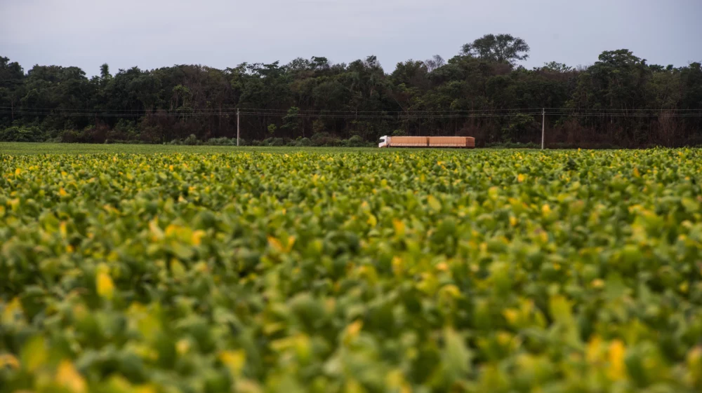 A vast field of soy plants in the foreground with a white truck driving on a road in the middle ground, flanked by lush green trees in the background, under an overcast sky.