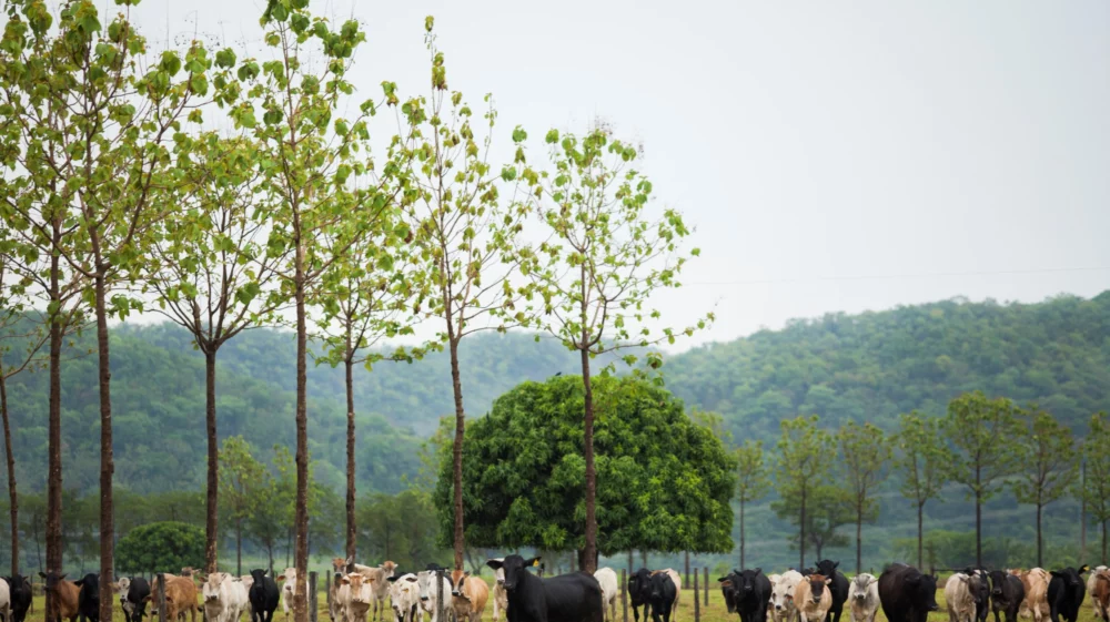 Cattle farm in Brazil.