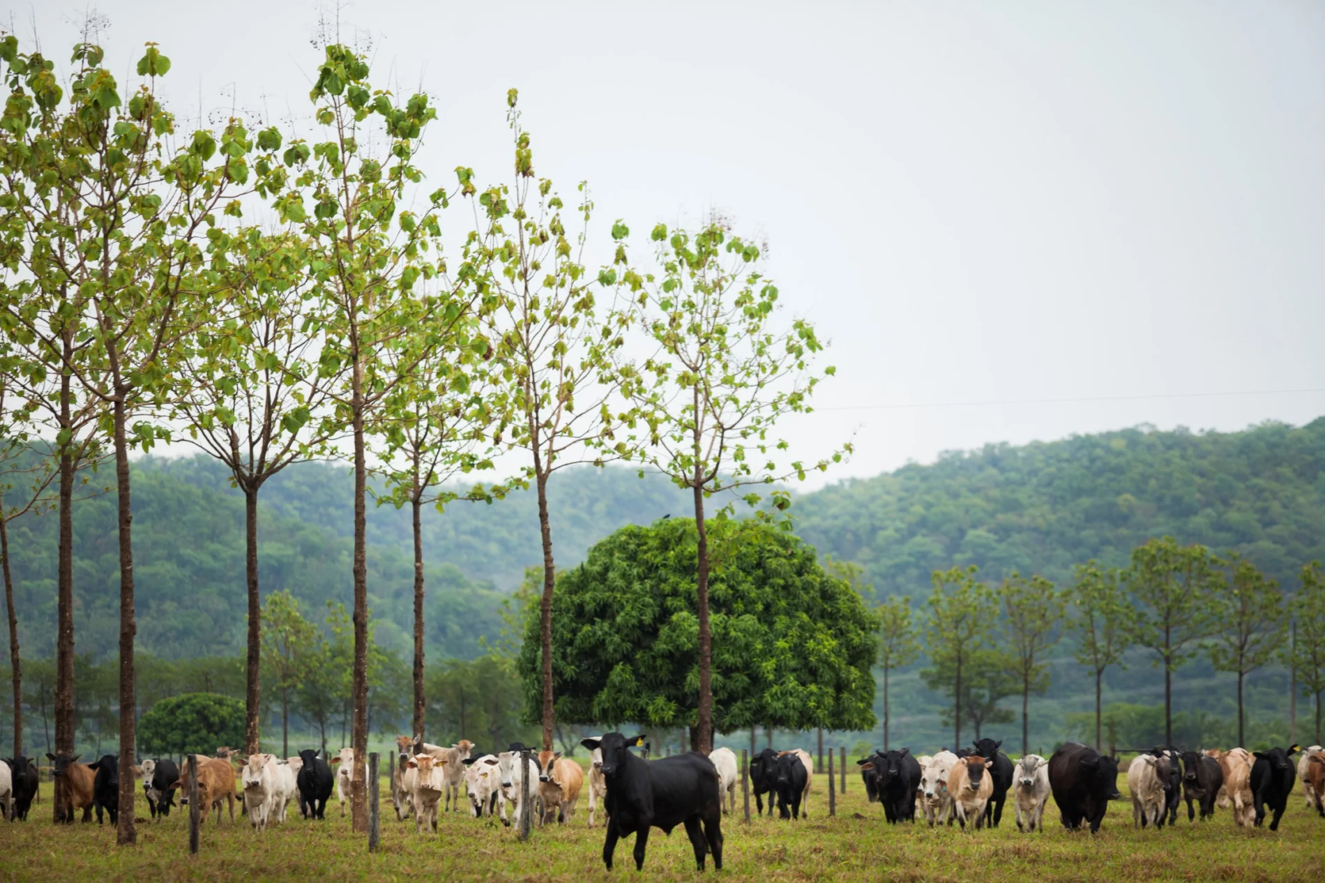 Cattle farm in Brazil.