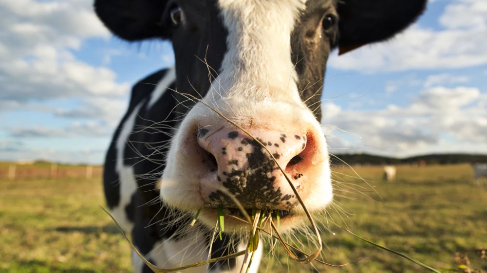 A cow chewing grass in a field