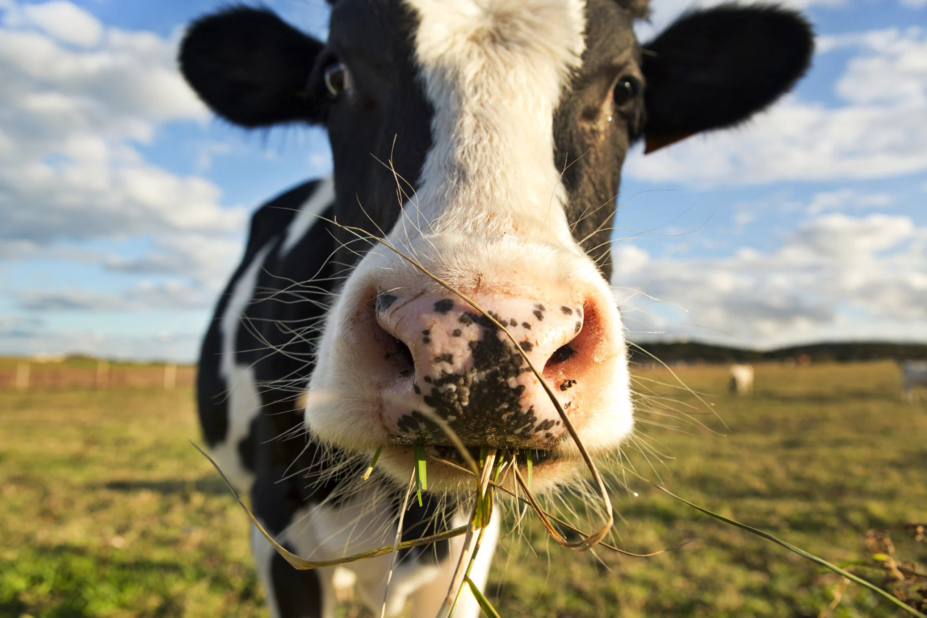 A cow chewing grass in a field