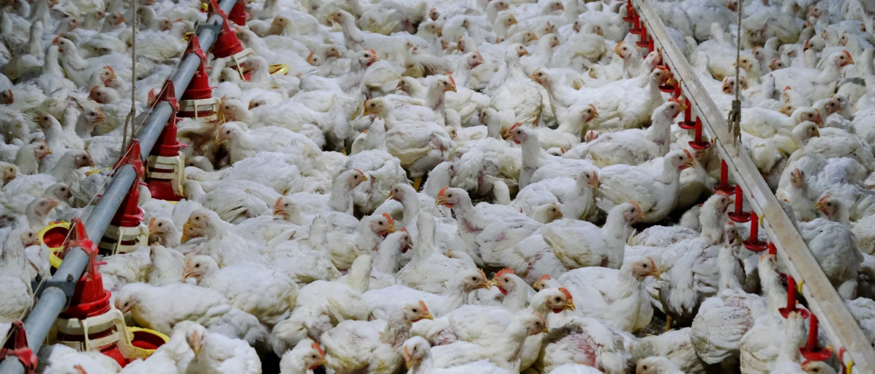 White chickens crowded inside a poultry farm pen.