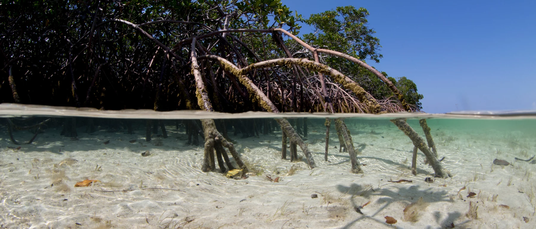 Split view of mangrove roots underwater and above the surface at a tropical coastline.