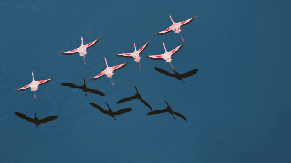 Aerial view of Lesser Flamingo (Phoenicopterus minor ) flying over Lake Magadi.