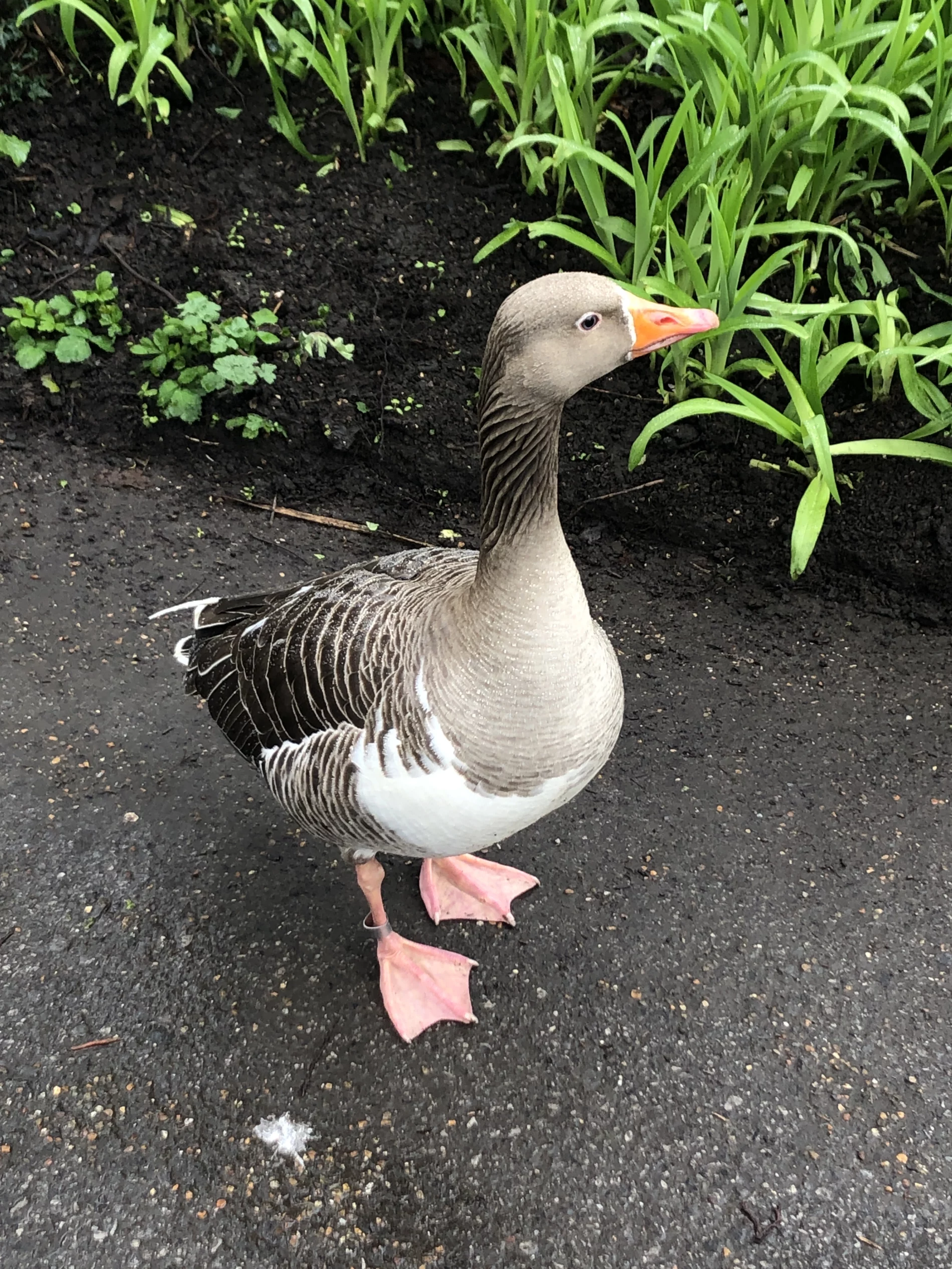 A greylag goose