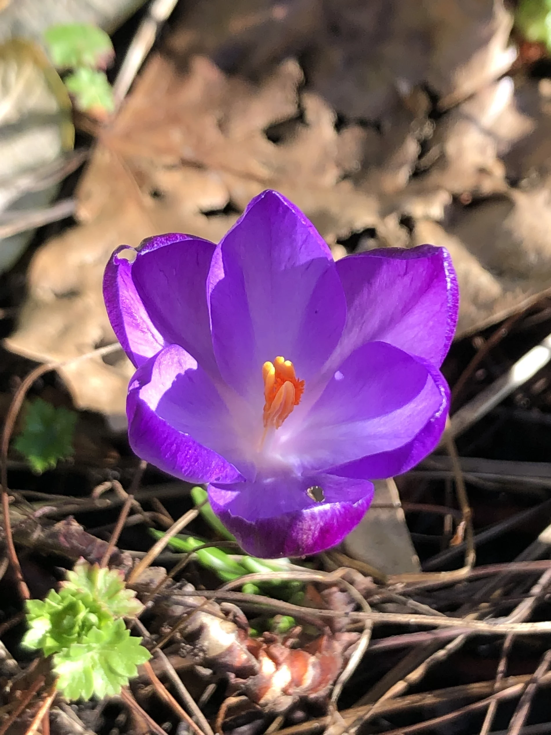 A purple crocus flower