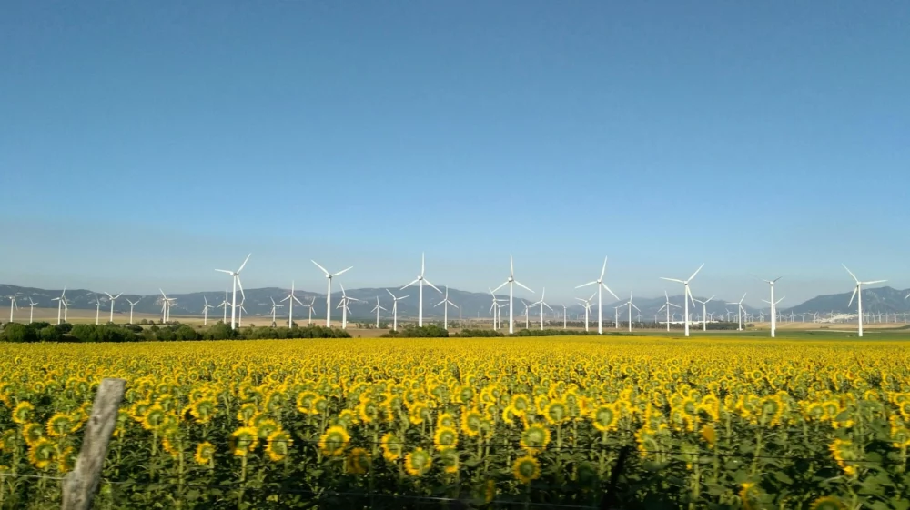 field of white wind turbines