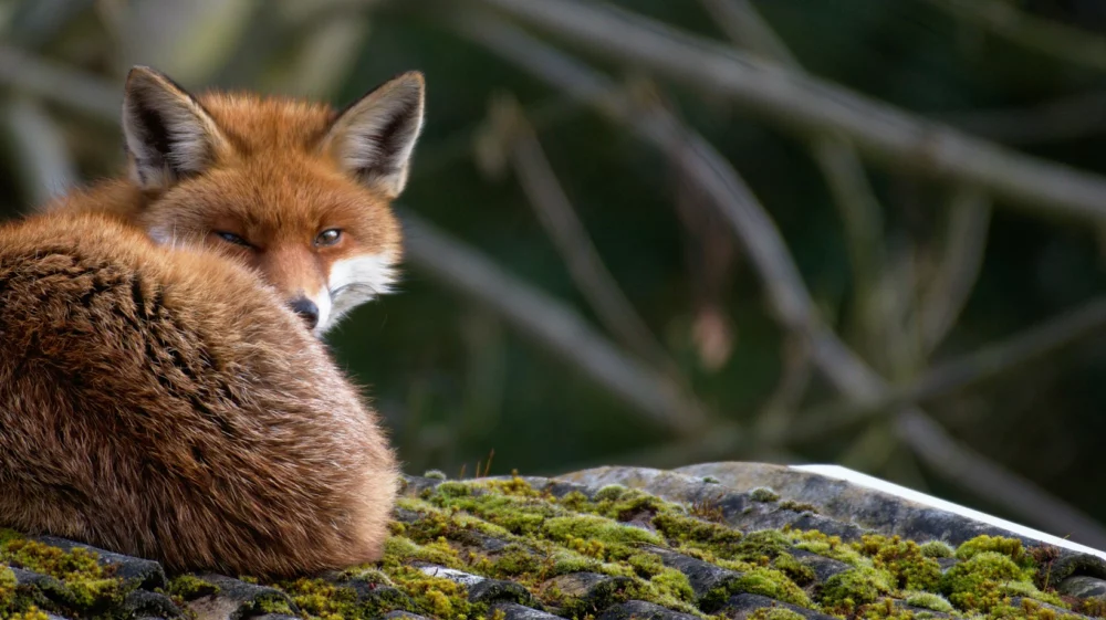 A fox curled on a mossy roof turns towards the camera. The fox is almost winking.