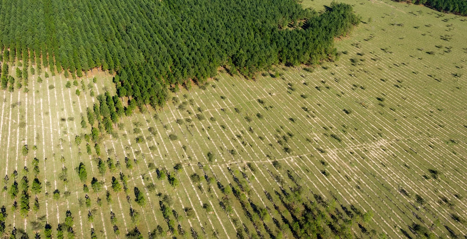 Aerial View Of Reforestation And Forest