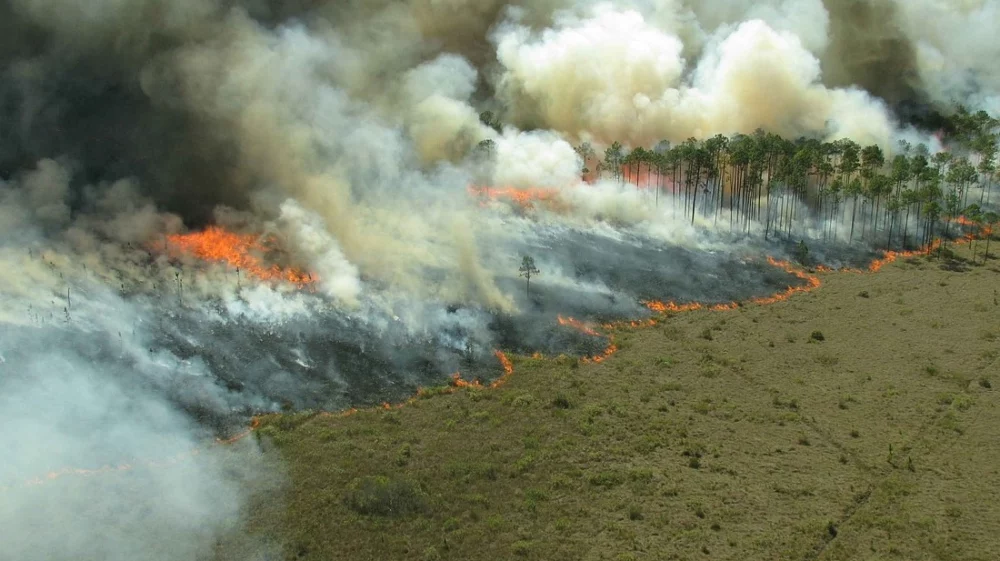 Forest fires.