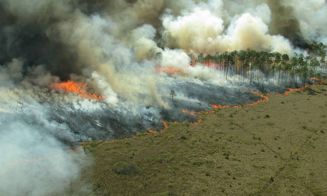 Forest fires.