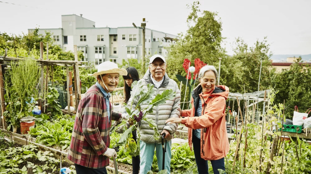 Laughing senior couple working with mature daughter in community garden