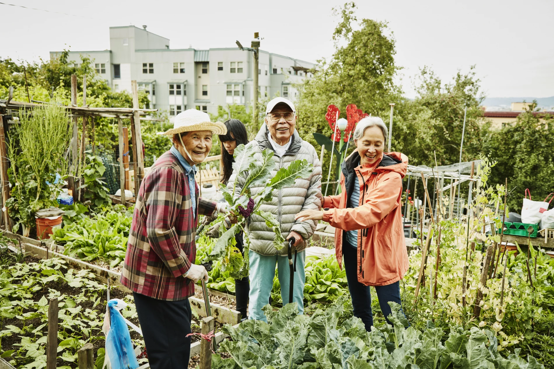 Laughing senior couple working with mature daughter in community garden