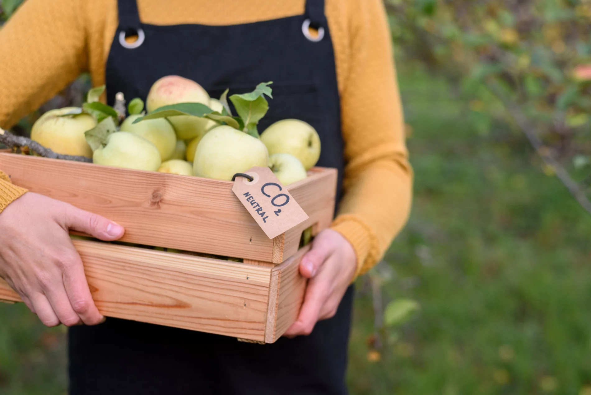 Woman worker holding local organic apples in wooden box with carbon emission label made from recycled paper