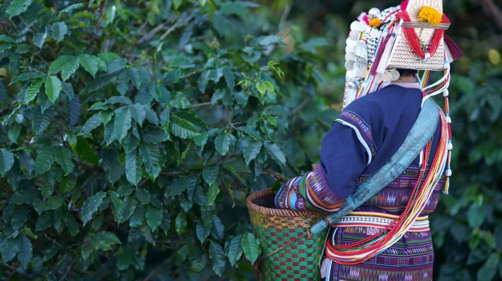 Senior woman harvesting ripe coffee beans on coffee plants