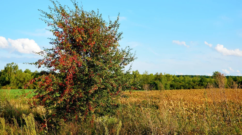 Lush apple tree laden with red fruit in a sunlit field, with a backdrop of dense woodland under a clear blue sky.