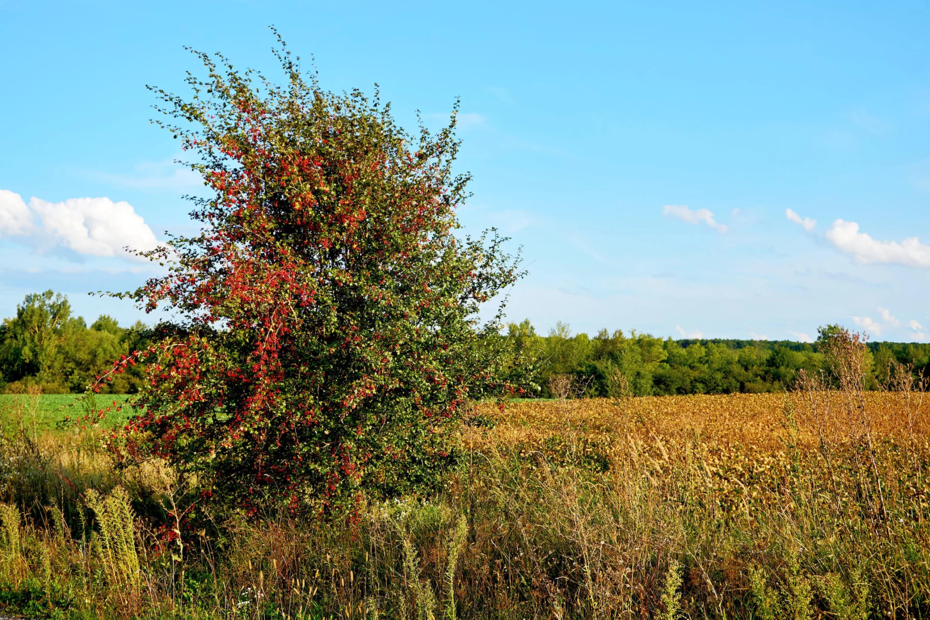 Lush apple tree laden with red fruit in a sunlit field, with a backdrop of dense woodland under a clear blue sky.