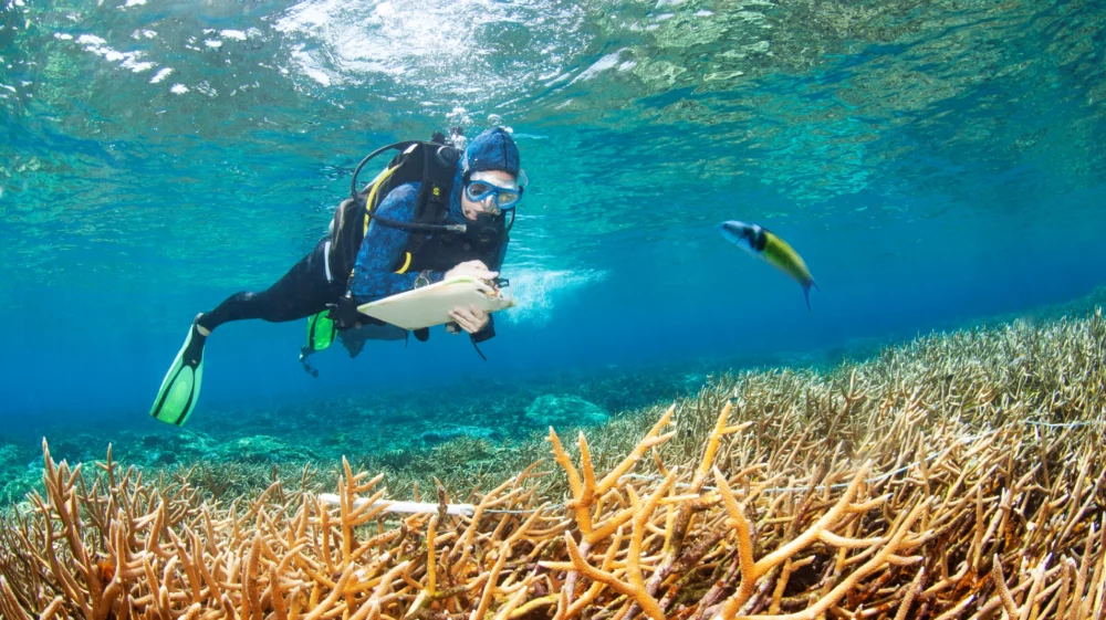 Marine biologists diving in Cordelia Banks for research and reef monitoring activities