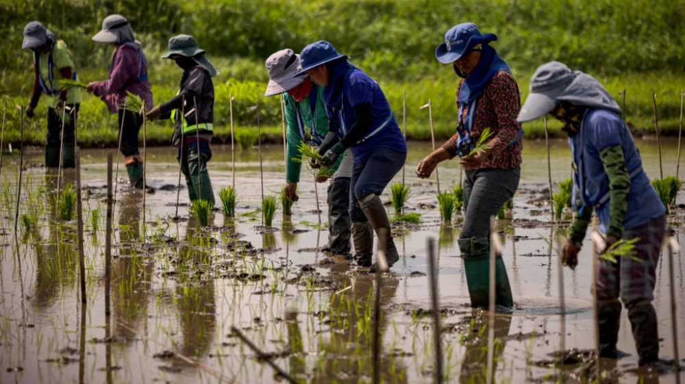 Workers plant seedlings at a rice paddy
